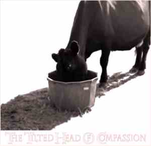 The Tilted Head Of Compassion - The Tilted Head Of Compassion