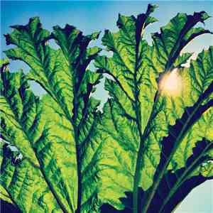 Pfarmers - Gunnera