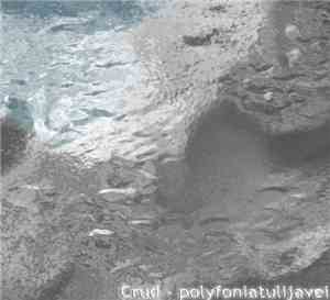 Crud - Polyfonia Tuli Ja Vei