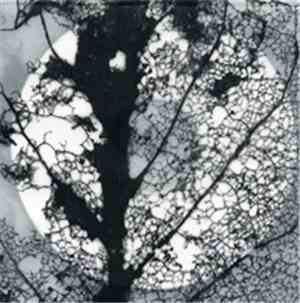 Jefre Cantu-Ledesma & Paul Clipson - Constellations Of Spring