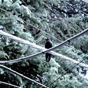 Mossenek - Live In Japan 5: Tokyo