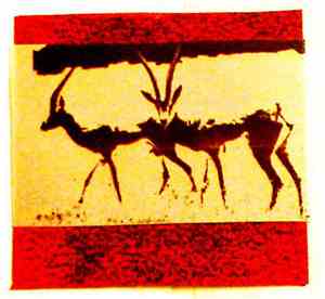 Visdomstann - Red Gazelle