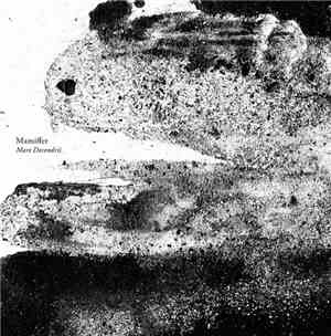 Mamiffer - Mare Decendrii