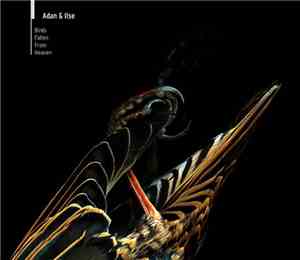 Adan & Ilse - Birds Fallen From Heaven