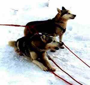Lasse-Marc Riek - Dogs From The Snowy Country