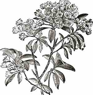 Jeremy Pomeroy - Mountain Laurels