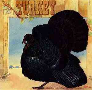 Wild Turkey - Turkey