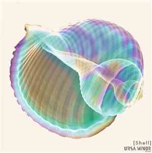 Ursa Minor (Little Bear) - Shell