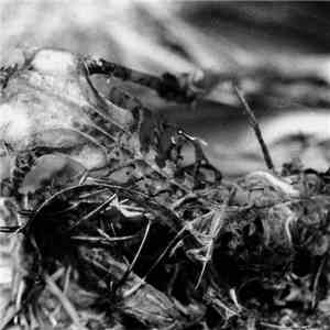 Fun Guys From Yuggoth - Flightless Wings