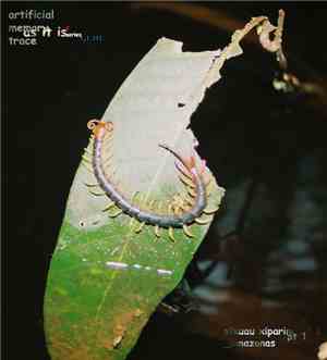 Artificial Memory Trace - Xixuau Xiparina Pt 1 Amazonas