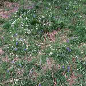 elizabeth Veldon - Three Spring Poems