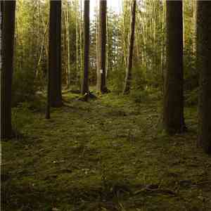 Ian Fisher  - Forest Recording