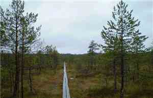 Altar Of Sorrow / Omutt / Dime[drone] - From Karelian Swamps (Archives 07-1 ...