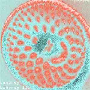 Lamprey - Lamprey III