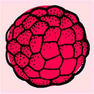 Suffer Like G Did - Raspberry