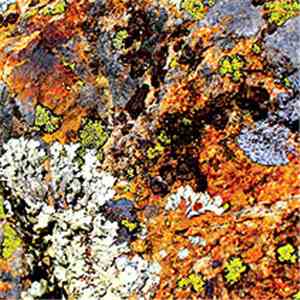 Gianni Gebbia - Damon Smith - Weasel Walter - Lichens