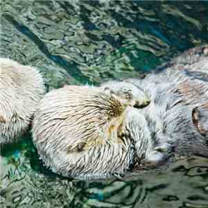 Twerk - Otter