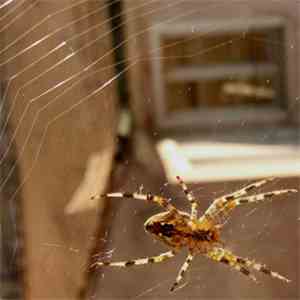 Various - Insectes Volume 3