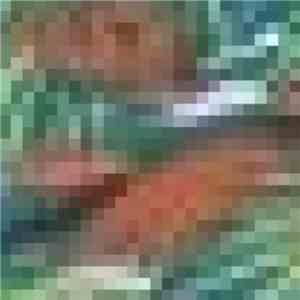 Petrels - Talus Dice / Beyond The High Savannahs