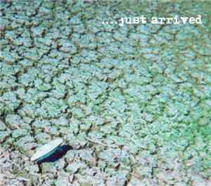 A Short Apnea & Gorge Trio - ...Just Arrived