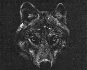 Moribund - Lobo Girl Of Devil's River