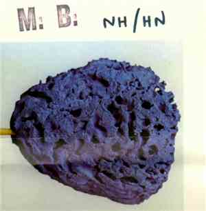 Maurizio Bianchi / M.B. - NH/HN
