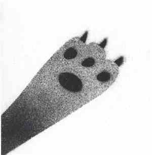 Warren Defever - The Cat