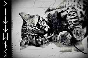 Kittens  - Geoffroy's Cat