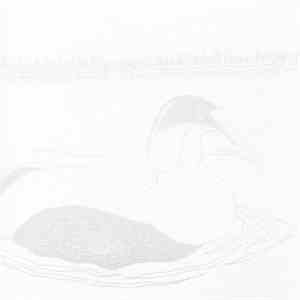 Common Eider, King Eider - How To Build A Cabin