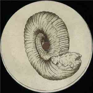 Roberto  - Prolecanites Gurleyi