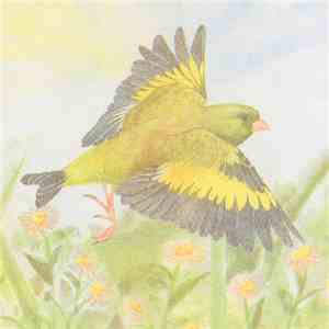 Sparrows  - Mix For Oriental Greenfinch