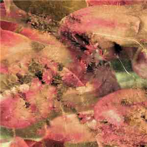 Diger Rokwell - Sprouts
