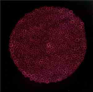 Duane Pitre - A Circle And The Sound That Fills It
